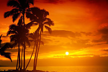 Obraz Horúce slnko za palmami 1389